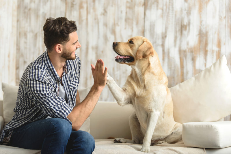 How to Keep Good Indoor Air Quality When You Share Your Home With Pets