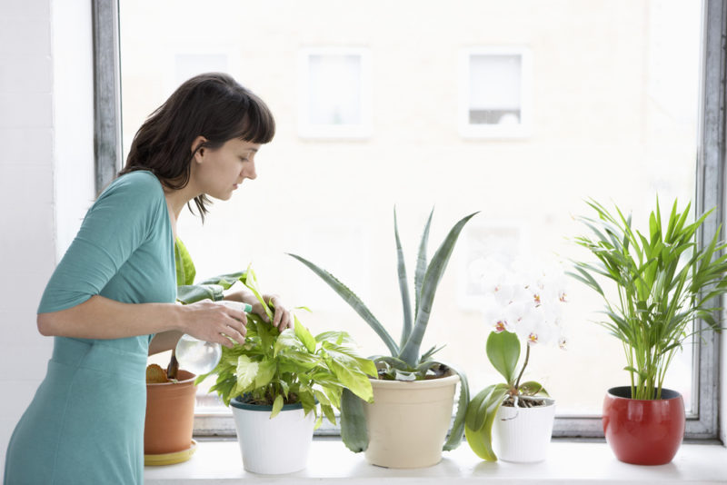 How Do Indoor Plants Impact Indoor Air Quality?